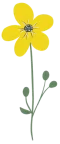 Gul Blomst